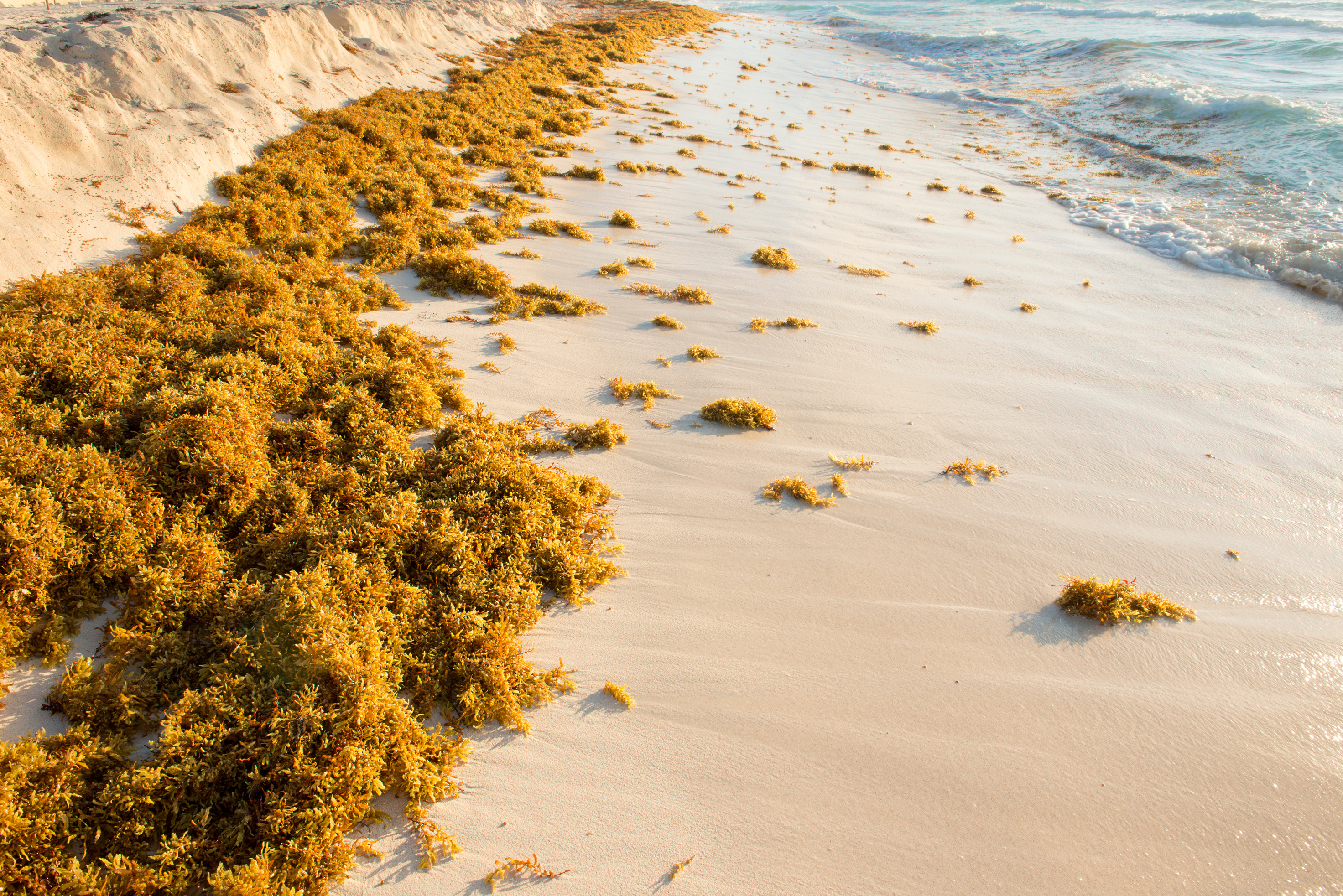 Sargassum