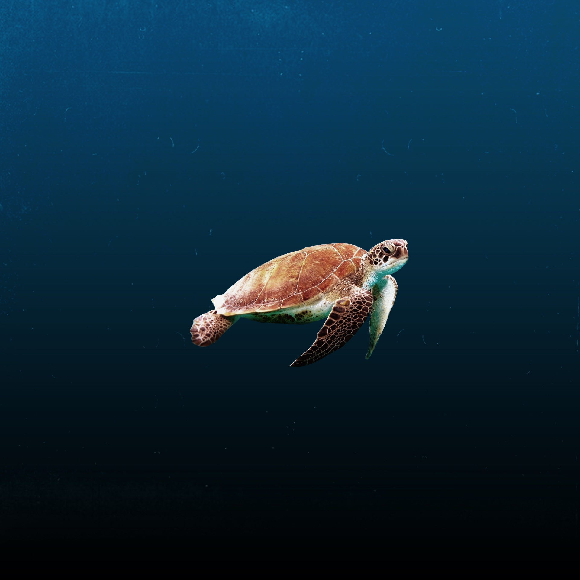 Turtle Swimming in Calm Waters