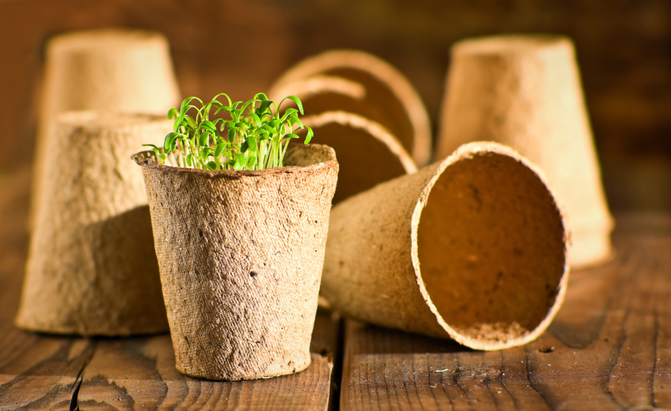 Potted seedlings growing in biodegradable peat moss pots