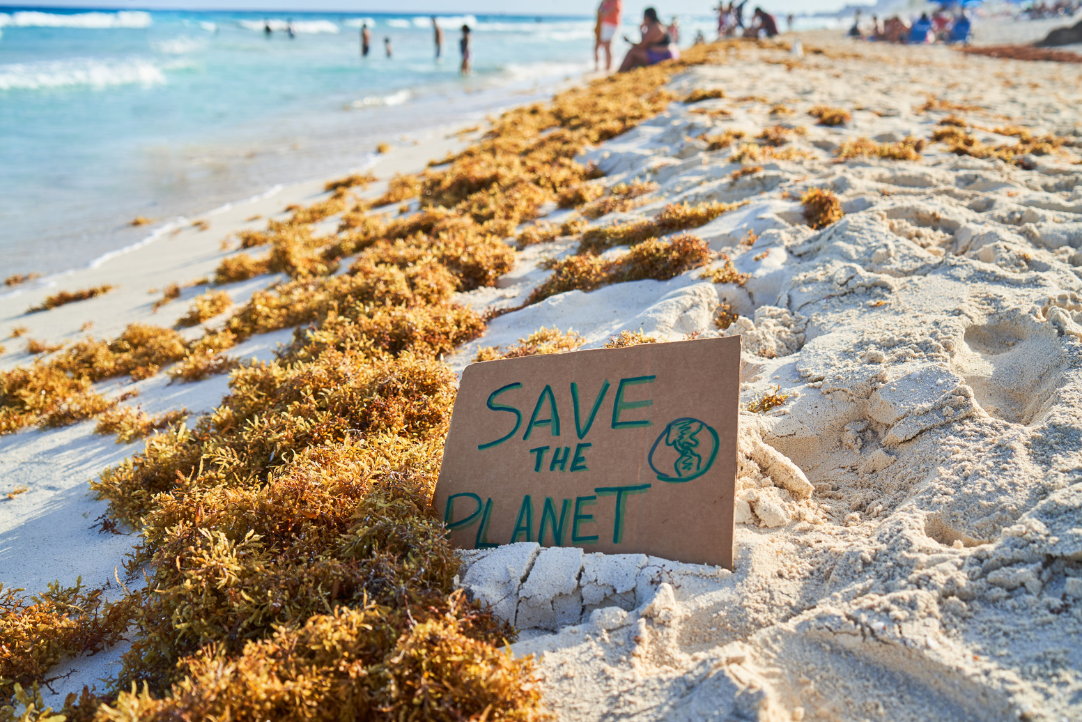 Sargasso piled up on the beach on the sand in the Caribbean. Environmental awareness.