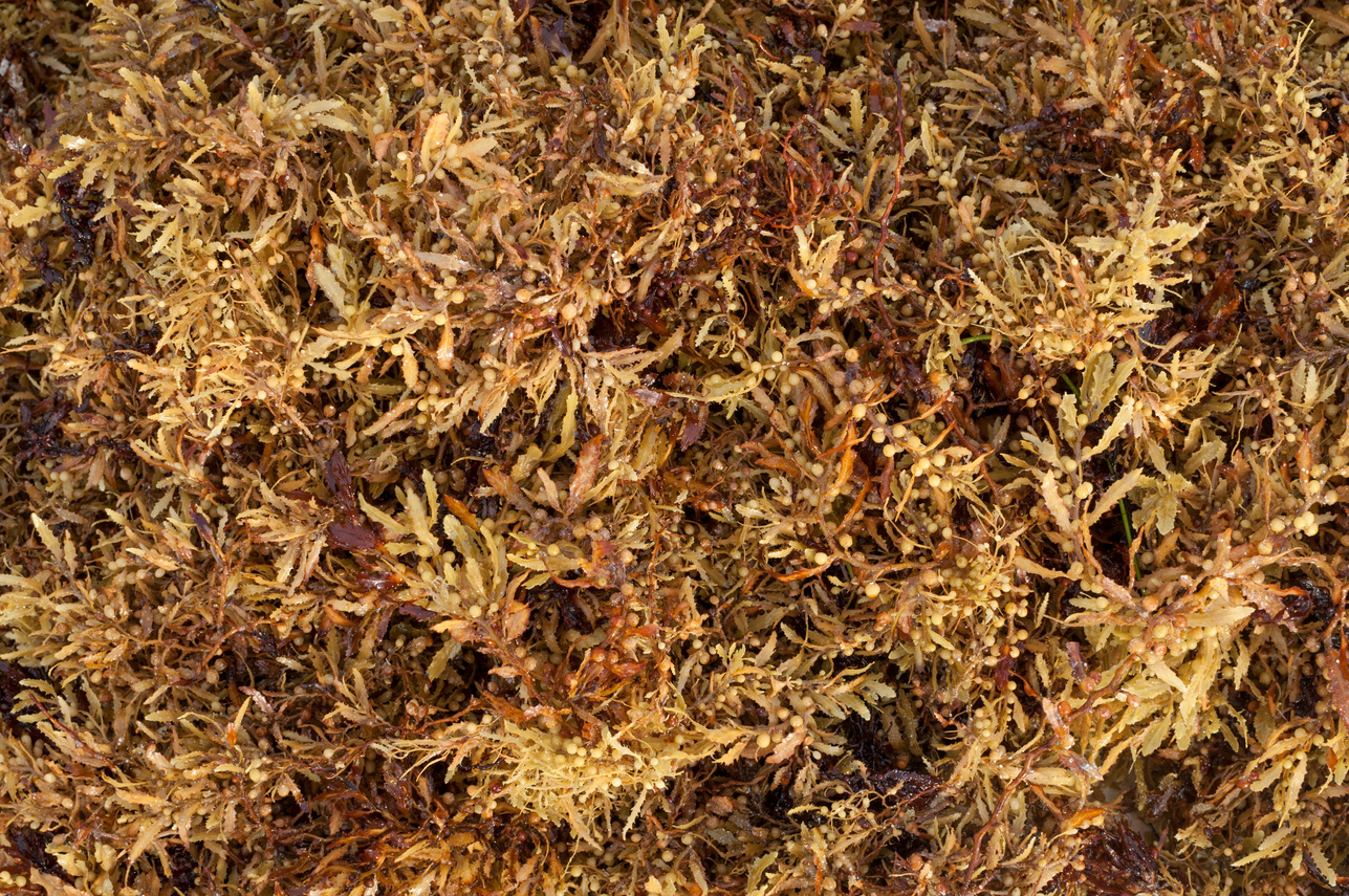 Sargassum fluitans algae