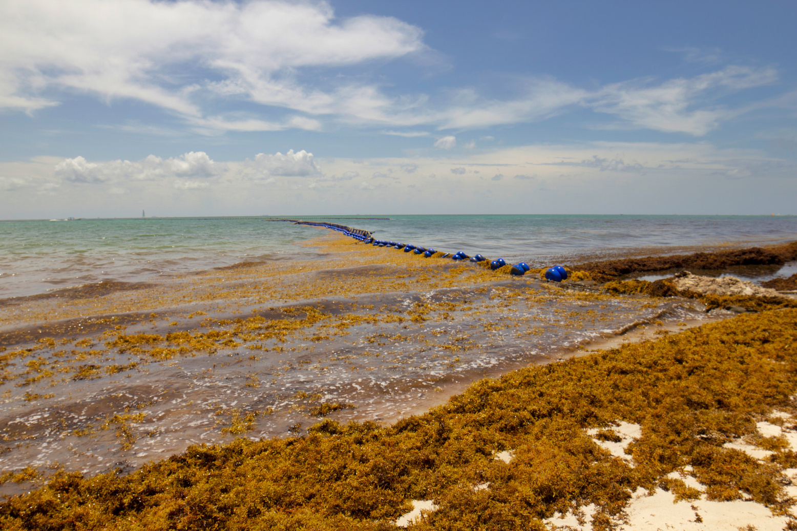 Sargassum invasion